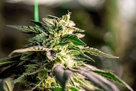 Understanding Marijuana Seeds in Idaho A Comprehensive Guide Understanding Marijuana Seeds in Idaho A Comprehensive Guide