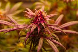Understanding Marijuana Seeds in Idaho A Comprehensive Guide Understanding Marijuana Seeds in Idaho A Comprehensive Guide